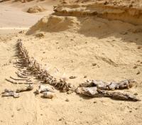 Ancient Zeuglodon Fossil